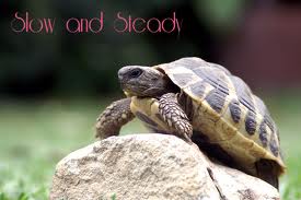 slow and steady